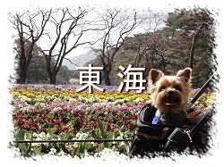 ���C�G���A