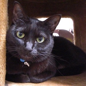 ���� �L�̎胁���o�[�i����ԍ��R�ԁj