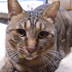 �����Y �L�̎胁���o�[�i����ԍ��U�ԁj