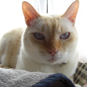 �C�`���E �L�̎胁���o�[�i����ԍ��Q�ԁj