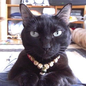 �W�W �L�̎胁���o�[�i����ԍ��P�ԁj