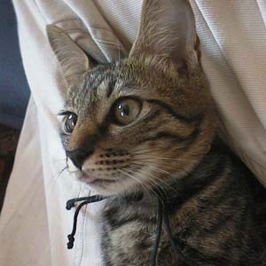 �����o �L�̎胁���o�[�i����ԍ��S�ԁj