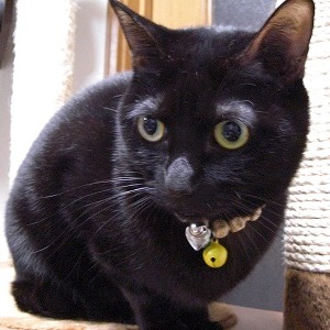 �^���S �L�̎胁���o�[�i����ԍ��T�ԁj